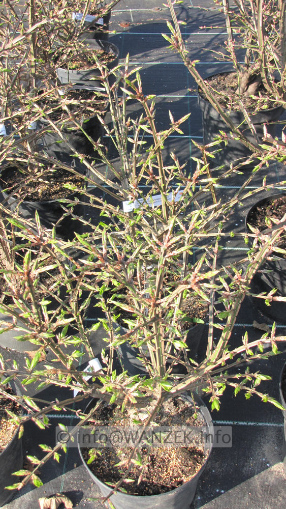 Euonymus alatus - Korkleisten im Austrieb 02.JPG
